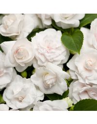 Impatiens, Double Glimmer™ 'White'