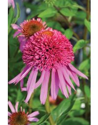 Echinacea, Coneflower 'Double Scoop™ Bubble Gum'