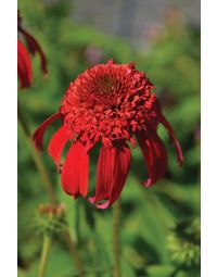 Echinacea, Coneflower 'Double Scoop™ Mandarin'