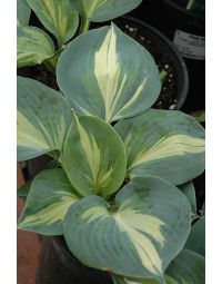 Hosta, Blue-White Leaf 'Dream Queen'