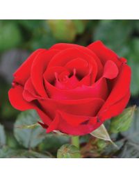 Rosa, Floribunda Rose 'Drop Dead Red™'