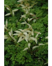 Aruncus, 'Dwarf Goatsbeard'