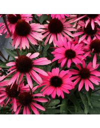 Echinacea, Coneflower 'Dark Shadows™ Wicked'
