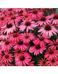 Echinacea, Coneflower 'Dream™ Glowing Dream'