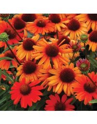 Echinacea, Coneflower 'Kismet® Intense Orange'