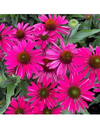 Echinacea, Coneflower 'Kismet® Raspberry'