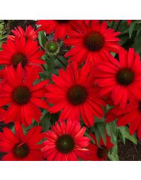 Echinacea, Coneflower 'Kismet® Red'