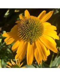 Echinacea, Coneflower 'Kismet® Yellow'