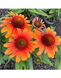 Echinacea, Coneflower 'Prima™ Tiger'