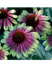 Echinacea, Coneflower 'Sweet Sandia'