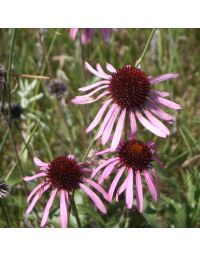 Echinacea, Narrow-leaved Coneflower 'Minnesota Native'