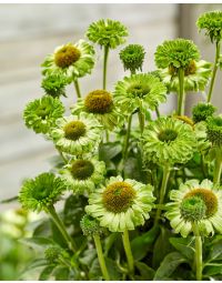 Echinacea, Coneflower 'SunSeekers® Apple Green' 