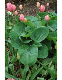 Hosta, Blue Leaf 'Elegans'