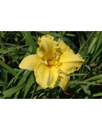 Hemerocallis, Yellow Daylily 'Erin Lea'