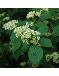 Cornus, Pagoda Dogwood