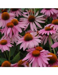 Echinacea, Purple Coneflower 'Magnus'
