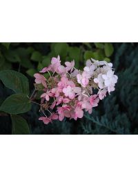 Hydrangea, Panicle 'Pink Diamond'