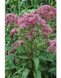 Eupatorium, Joe Pye Weed 'Minnesota Native'