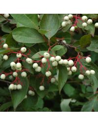 Cornus, Grey Dogwood 