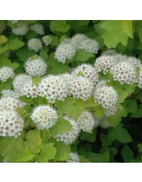 Physocarpus, Ninebark 'Dart’s Gold'