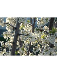 Prunus, Plum 'Pembina'