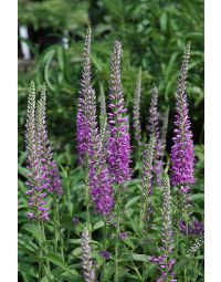 Veronica, Garden Speedwell 'Eveline'
