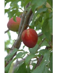 Prunus, Plum 'Alderman'