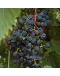 Vitis, Red Grape 'Frontenac™'