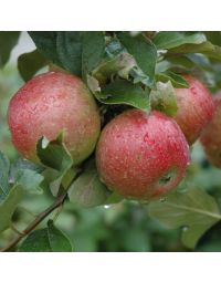 Malus, Fruiting Apple 'Sweet Sixteen'
