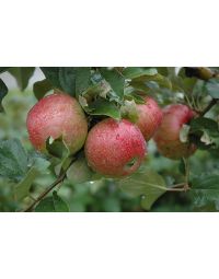 Malus, Fruiting Apple 'Sweet Sixteen'