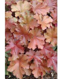 Heuchera, Red Leaf Coral Bells 'Mahogany'