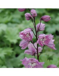 Delphinium, Candle Larkspur Magic Fountain 'Lilac Pink'