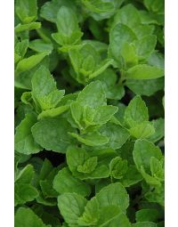 Mentha, Spearmint
