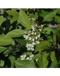 Cornus, Red Twig Dogwood 'First Editions® Firedance™'