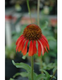 Echinacea, Coneflower 'Firebird'