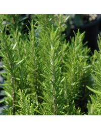 Rosmarinus officinalis, Rosemary 'Barbeque'