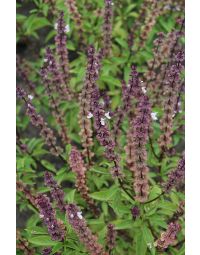Ocimum, Basil 'Thai Basil'