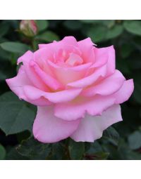 Rosa, Tea Rose 'Falling in Love™'