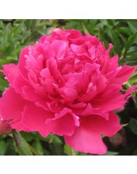 Paeonia, Red Peony 'Felix Supreme'