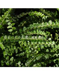 Nephrolepis Cordifolia 'Lemon Button Fern'