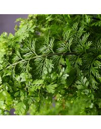 Asplenium Bulbiferum 'Mother Fern'