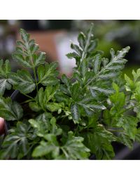 Pteris Ensiformis 'Silver Lace Fern'