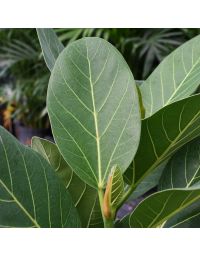 Ficus Benghalensis, Banyan Tree 'Audrey'