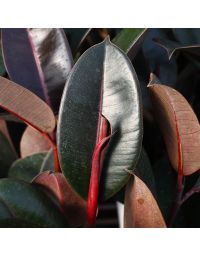Ficus Elastica, Rubber Tree 'Abidjan' Gerten Grown