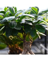 Ficus Microcarpa 'Ginseng'