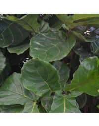 Ficus Lyrata 'Fiddle Leaf Fig'