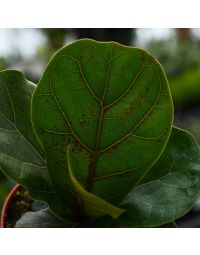Ficus Lyrata, Fiddle-Leaf Fig 'Compacta'