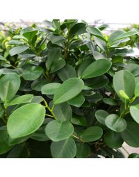 Ficus Microcarpa 'Moclame'