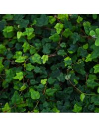 Ficus Pumila 'Quercifolia'
