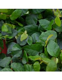 Ficus Pumila 'Repens'
